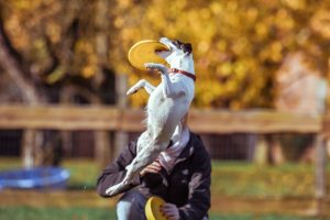 Animal, dog, catch — Bayar Jitu Ensures Consistent Access for Daily Entertainment