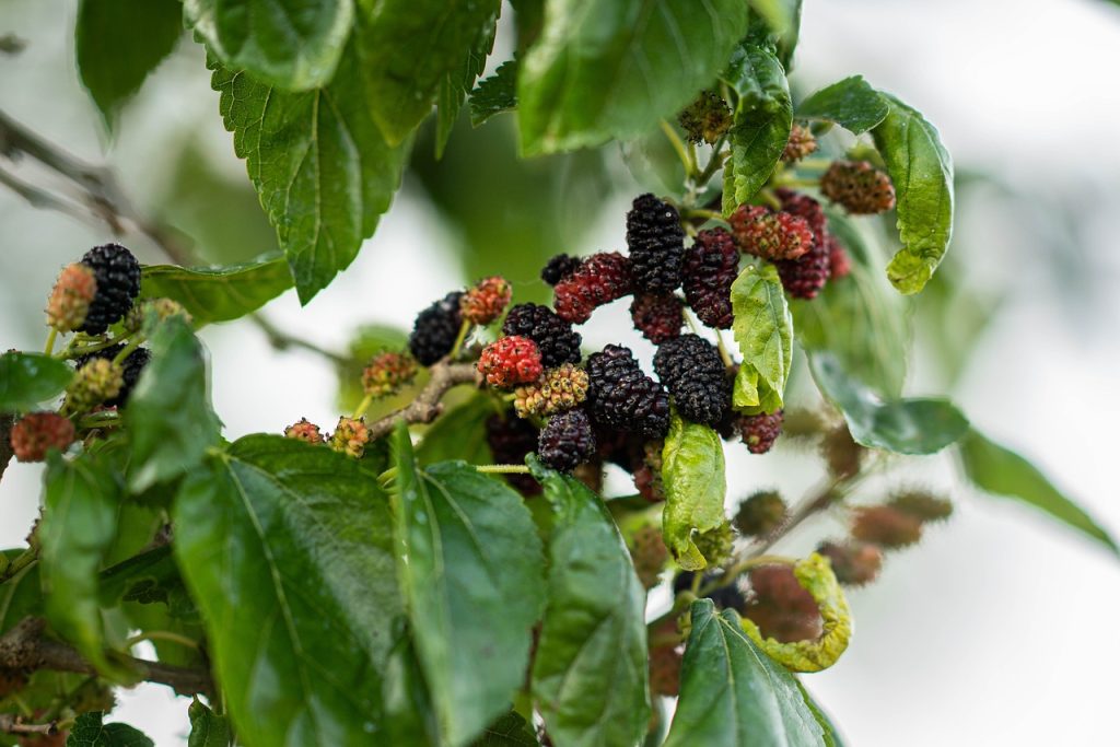 Mulberry fruit, spring, eat — Living Well: Dr. Julie Taguchi's Strategies for Managing Chronic Illness