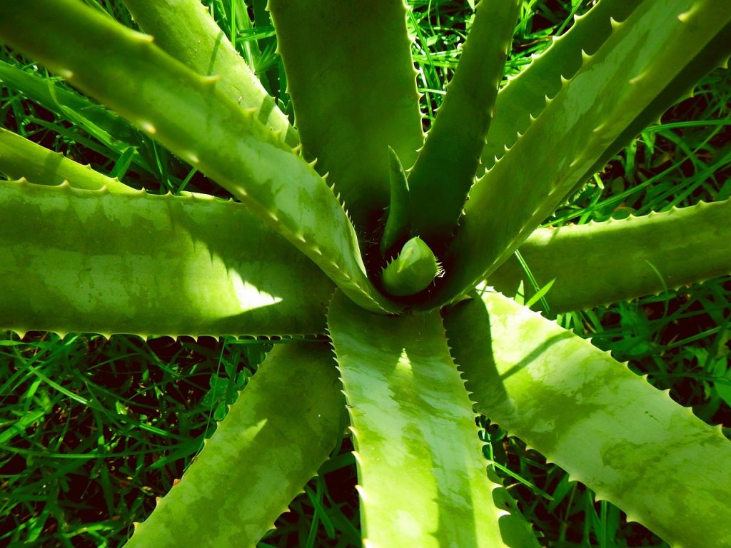 Aloe vera, nature, aloe — Meet the Heart Rhythm Specialist: Dr. Ian Weisberg