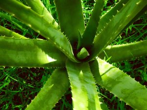 Aloe vera, nature, aloe — Meet the Heart Rhythm Specialist: Dr. Ian Weisberg