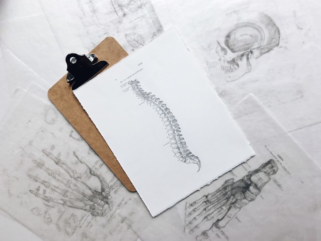 a clipboard with a detailed drawing of a human spine, surrounded by anatomical sketches of hands and a skull