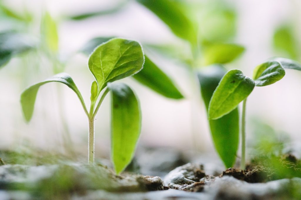 Close-up of young green plants growing in soil